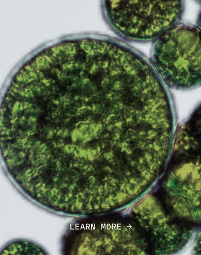 Lactobacillus Ferment