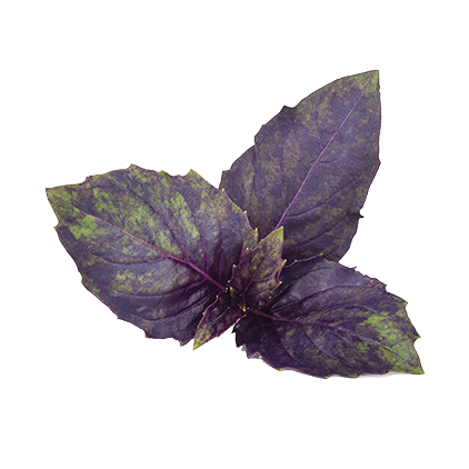 Purple Basil