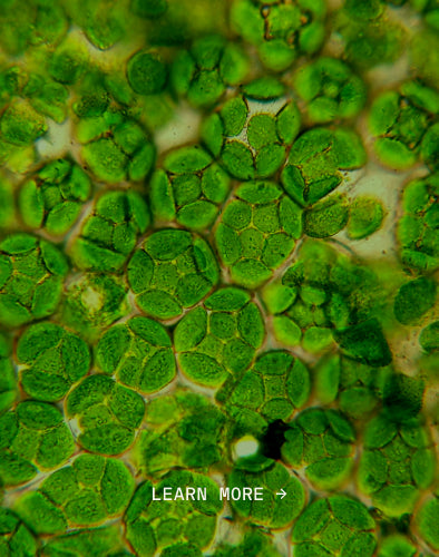 Spirulina Platensis Extract